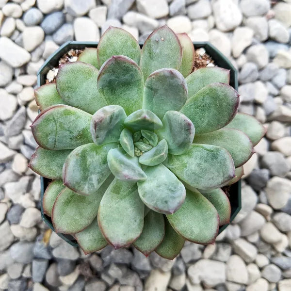 Pachyveria King Midas