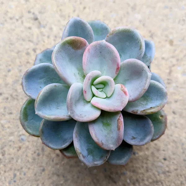 Close-up of Pachyveria Orpet showing its compact rosette of fleshy, powdery blue-green leaves with hints of pink.