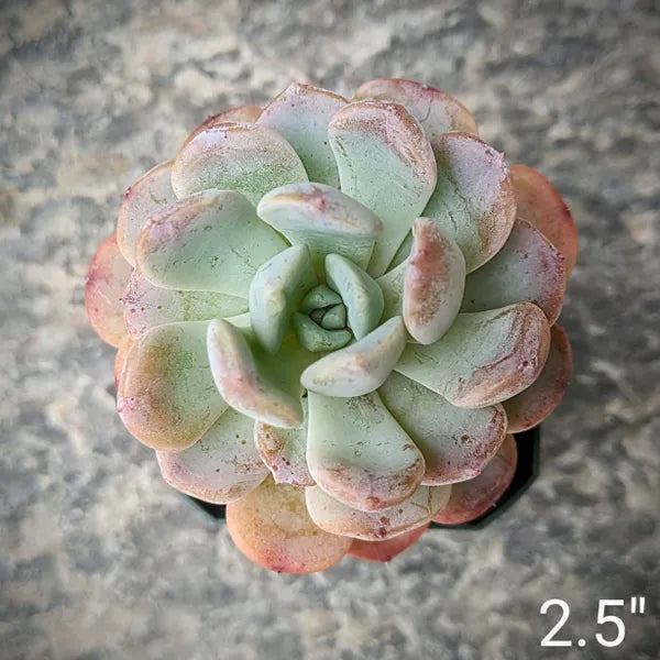 Pachyveria Scheideckeri