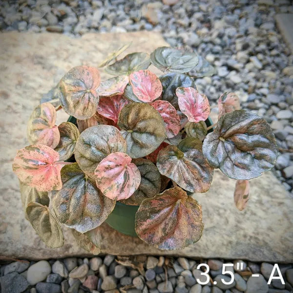 Peperomia Caperata Pink Lady