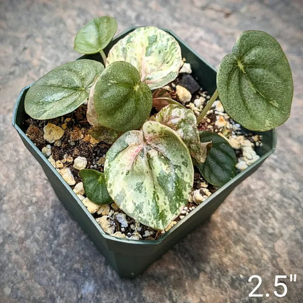 Peperomia Caperata Pink Lady