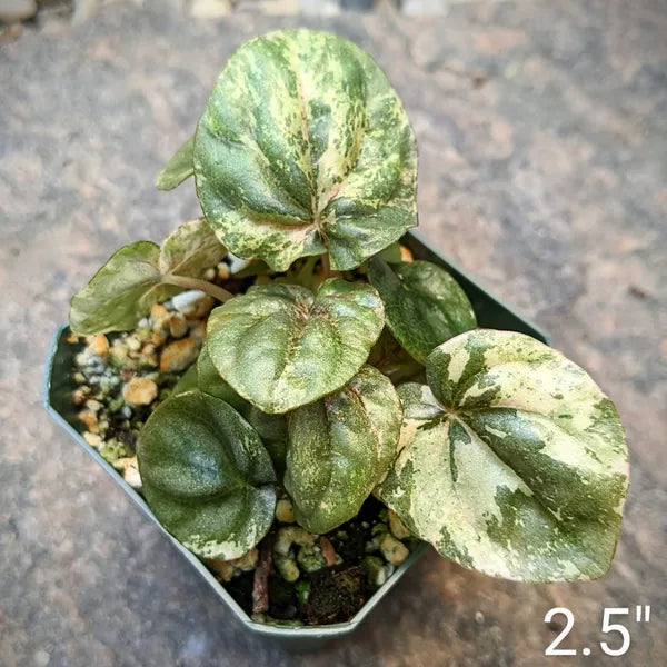 Peperomia Caperata Pink Lady