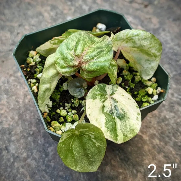 Peperomia Caperata Pink Lady