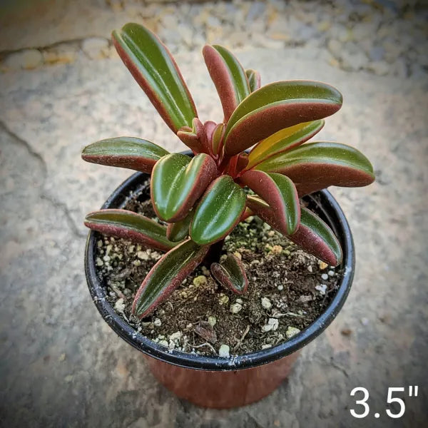 Peperomia Graveolens