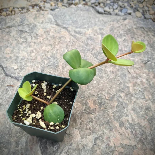 Peperomia Hope