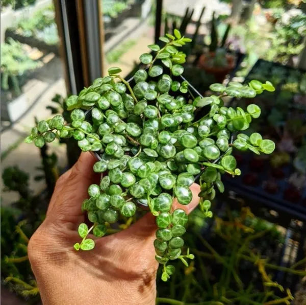 Peperomia Prostrata aka String of Turtles