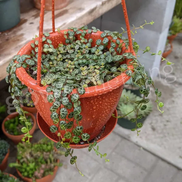 Peperomia Prostrata aka String of Turtles