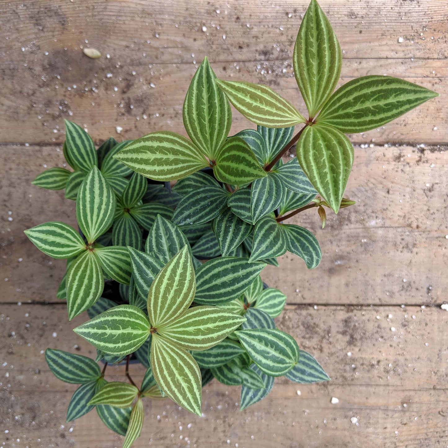 Peperomia Puteolata