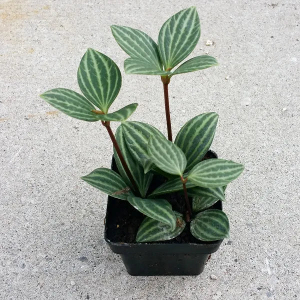 Peperomia Puteolata