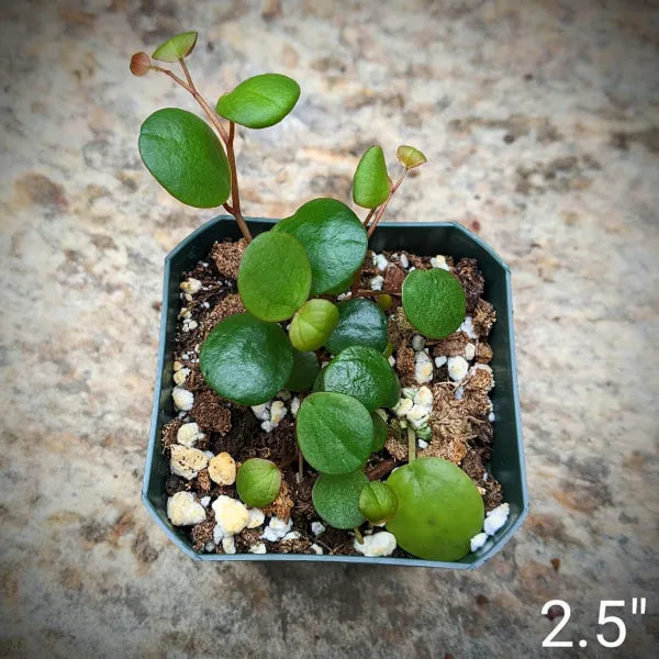 Peperomia Ruby Cascade