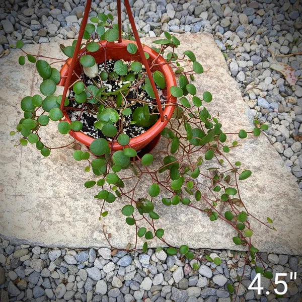 Peperomia Ruby Cascade