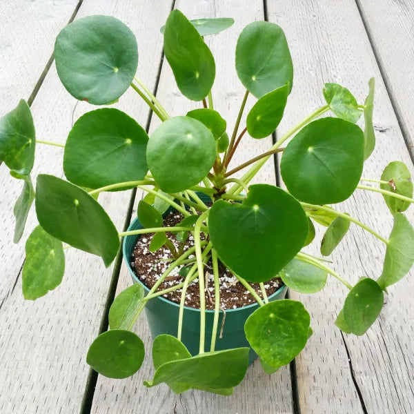 Pilea Peperomioides