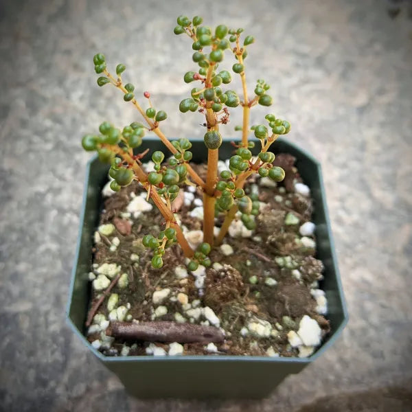 A close-up of a Pilea Serpyllacea Globosa plant in a 2.5-inch pot, showcasing its delicate, cascading round leaves and vibrant green foliage.