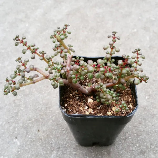A close-up of a Pilea Serpyllacea Globosa plant in a 3.5-inch pot, showcasing its delicate, cascading round leaves and vibrant green foliage.