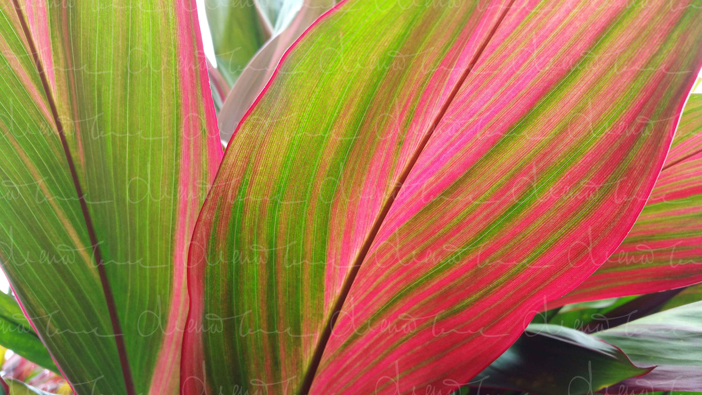 Close-up of pink tropical leaves displaying vibrant shades of bright pink, magenta, and green hues.
