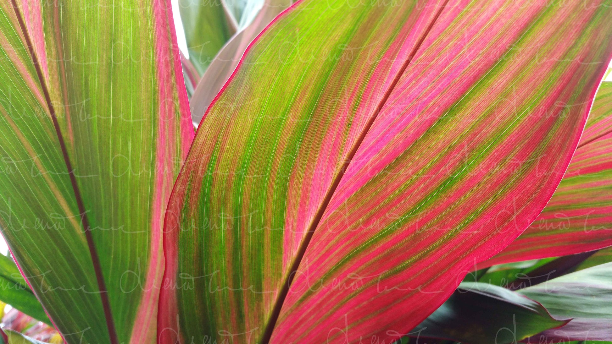 Close-up of pink tropical leaves displaying vibrant shades of bright pink, magenta, and green hues.
