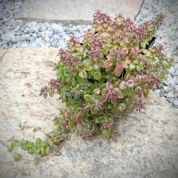 Plectranthus Prostratus