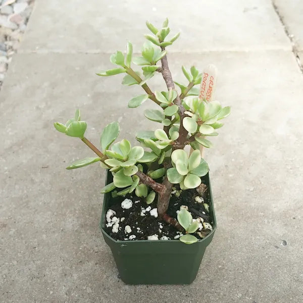 A close-up of Portulacaria Afra, also known as Elephant Bush, showing small, rounded green leaves on reddish-brown stems.