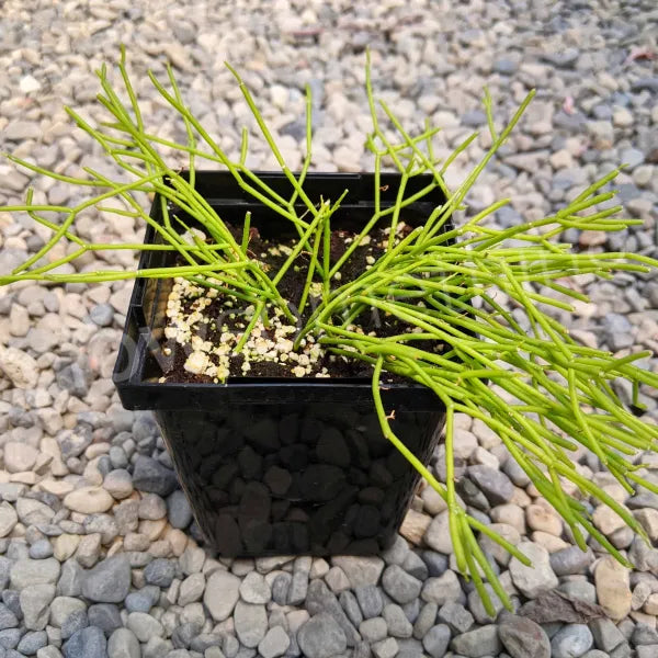 Close-up of Rhipsalis cassutha, also known as Mistletoe Cactus. The image shows long, thin, trailing green stems with segmented, mistletoe-like appearance, creating a delicate and cascading effect. The plant is displayed in a pot, highlighting its unique, cascading growth habit.