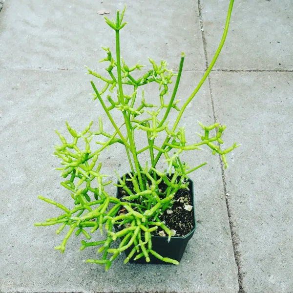 Rhipsalis Cereuscula