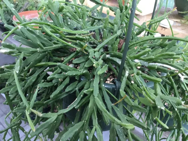 Rhipsalis Ewaldiana