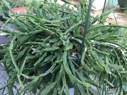 Rhipsalis Ewaldiana