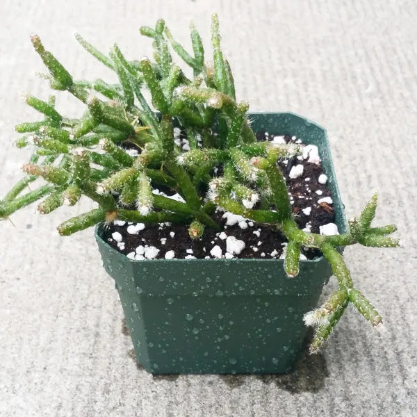 Rhipsalis Pilocarpa (Hairy Stem Cactus) in a 2.5" pot, showcasing its unique hairy stems and lush green growth.