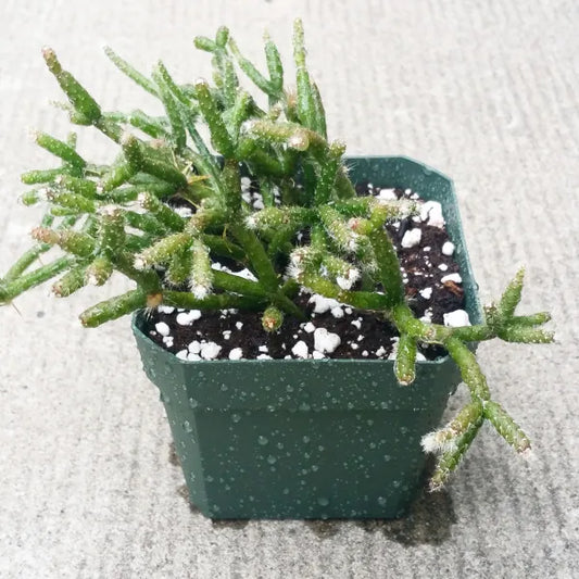 Rhipsalis Pilocarpa (Hairy Stem Cactus) in a 2.5" pot, showcasing its unique hairy stems and lush green growth.