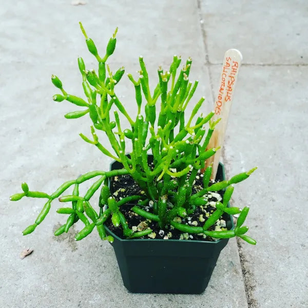 Rhipsalis Salicornioides (Dancing Bones Cactus) growing in a 2.5" pot, showcasing its unique segmented stems.
