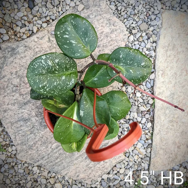 Hoya Obovata