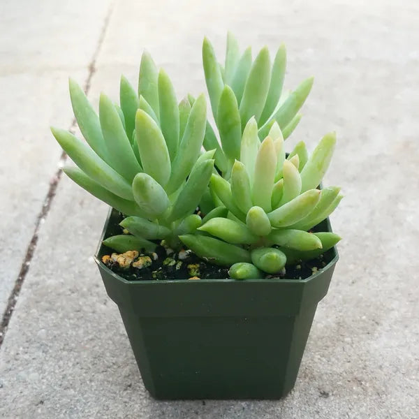 Sedeveria Harry Butterfield