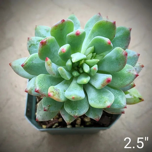 Sedeveria Hybrid Blue Elf