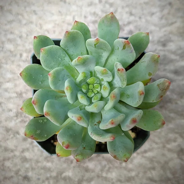 Sedeveria Hybrid Blue Elf