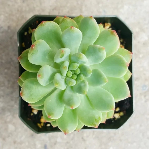 Sedeveria Hybrid Blue Elf