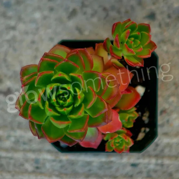 Sedeveria Letizia