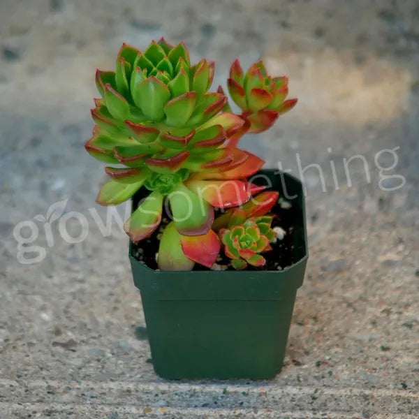 Sedeveria Letizia