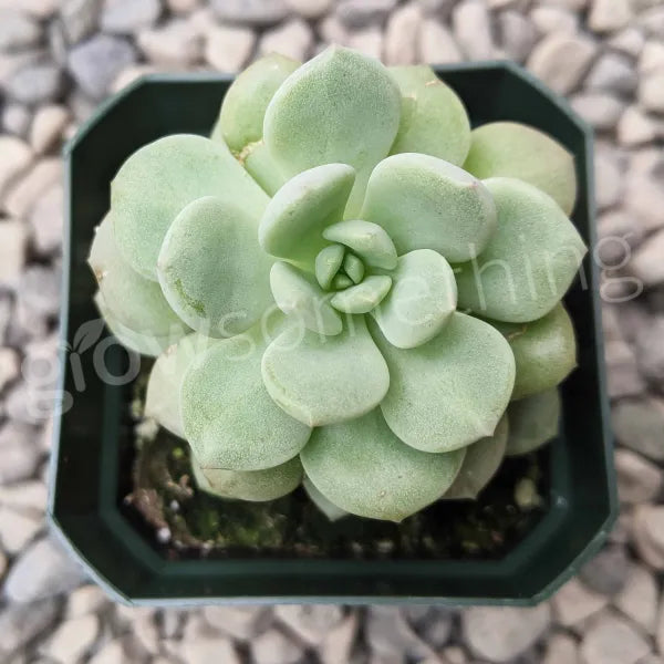 Sedeveria Pudgy