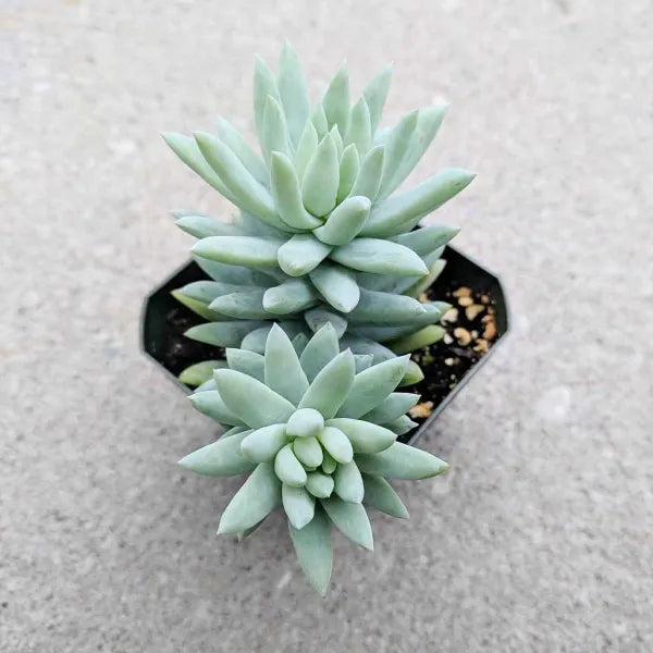 blue burrito succulent care Sedeveria 'Blue Burrito' – Grow Something