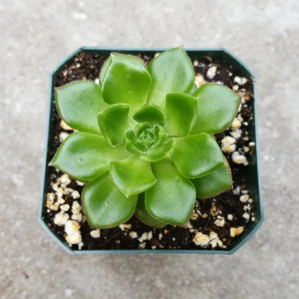 Close-up of Sedeveria ‘Letizia’ showing its glossy green leaves with red edges.