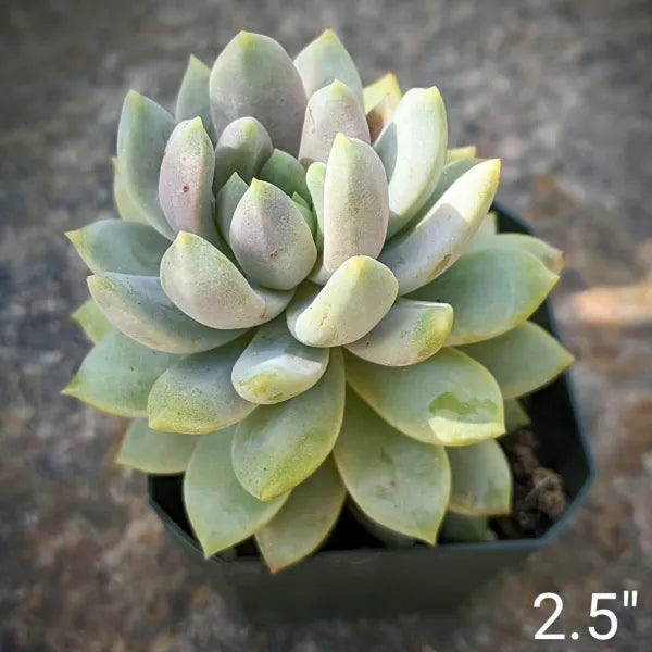 Sedeveria 'Lilac Mist' in a 2.5-inch pot, showcasing its soft lilac and pastel green rosettes with fleshy, pointed leaves. The succulent's compact size and unique colour make it a perfect addition to any indoor or outdoor space.