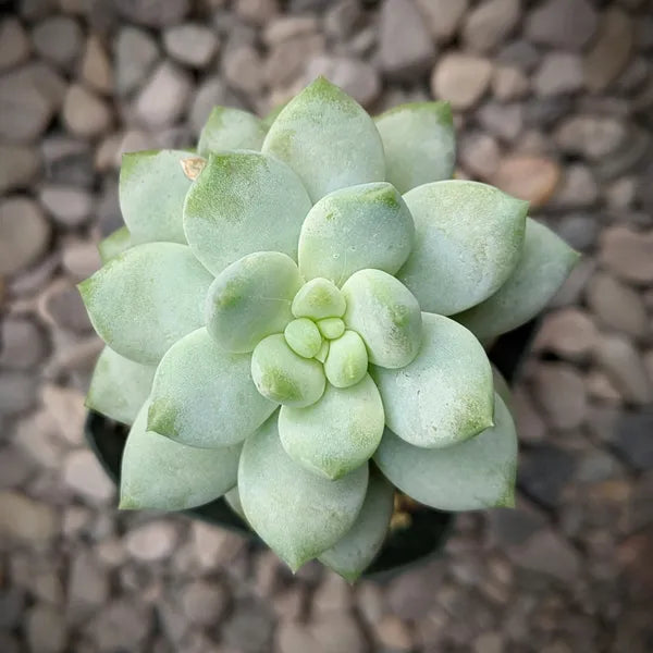 Sedeveria 'Lilac Mist' in a 2.5-inch pot, showcasing its soft lilac and pastel green rosettes with fleshy, pointed leaves. The succulent's compact size and unique colour make it a perfect addition to any indoor or outdoor space.