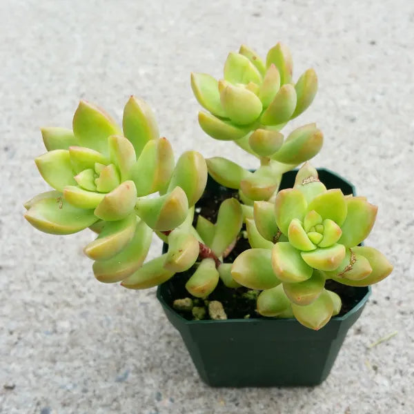 Sedum Adolphy