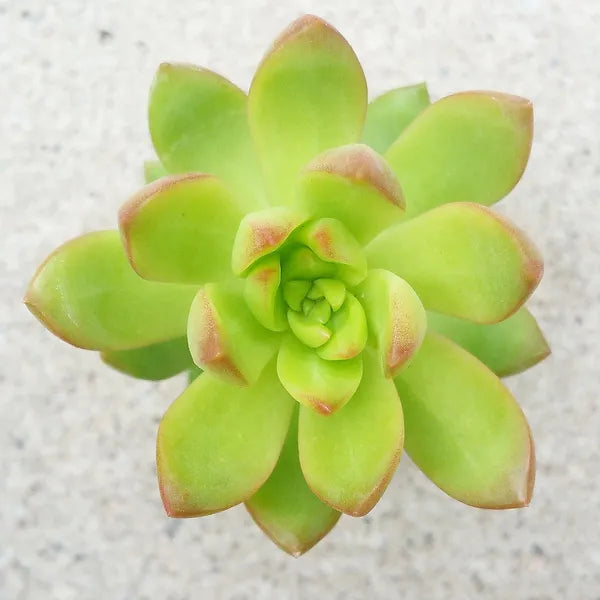 Sedum Adolphy