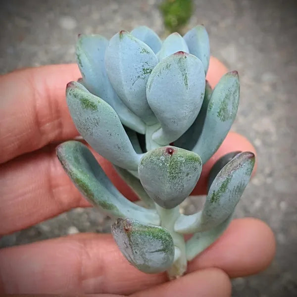 Sedum Commixtum aka Sedum Comic Tom