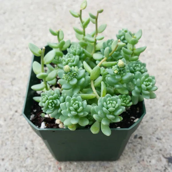 Sedum Dasyphyllum
