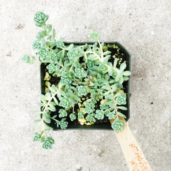Sedum Dasyphyllum