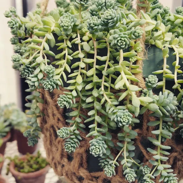 Sedum Dasyphyllum