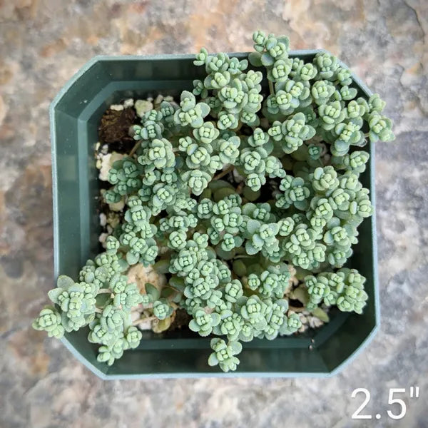 Sedum Dasyphyllum Fuzzy Wuzzy
