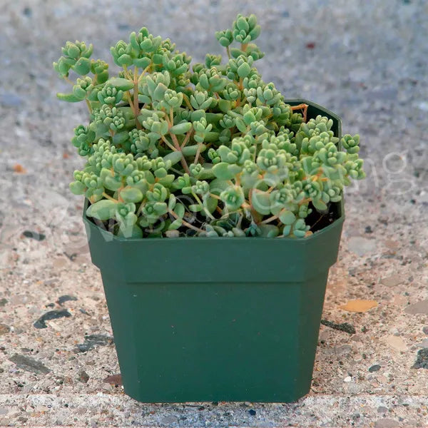 Sedum Dasyphyllum Fuzzy Wuzzy