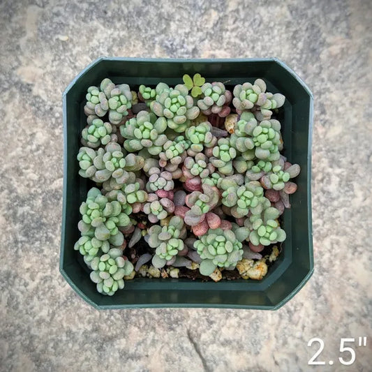 Sedum Dasyphyllum 'Minor'